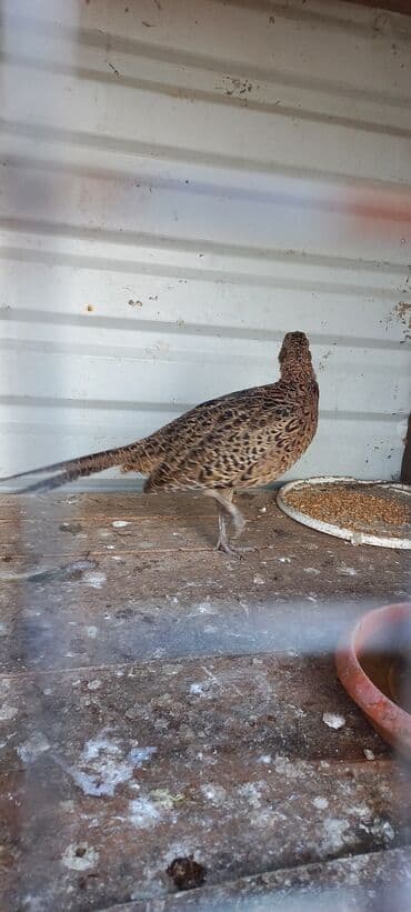 bakida cins ineklerin satisi: Məhsul: Qırqovul (dişi) Təsvir: - Növ: Qırqovul, qəhvəyi ləkəli — 6
