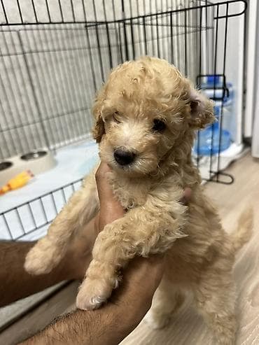 it qefes: Pudel, 1 ay, Erkek, Pulsuz çatdırılma — 2