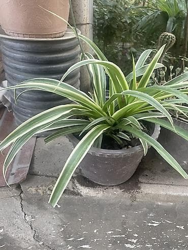 çilədağı bitkisi qiyməti: Xlorofitum (Spider Plant) – dekorativ yarpaq bitkisi - Qazanda — 1