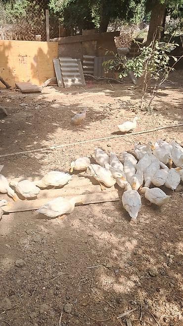 ev pişik adları: Pekin ördəkləri 4 ay yarimliq 120 eded topdan ve ya perakende satiş — 3
