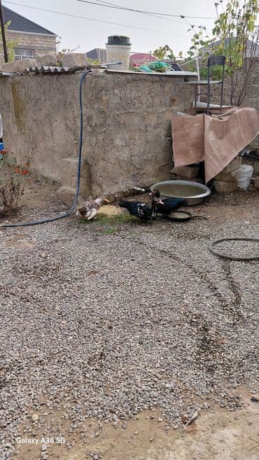 ördək balası satışı: Məhsul: Ördəklər (3 ədəd) Təsvir: - 2 ədəd muskovi (hind) ördək – — 1