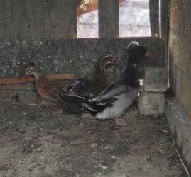 lal ordəklərin satışı: Salam 1 yaşıl baş kəkilli, 2 sona 1 ri kəkilli satilir qiyməti 60 AZN — 6