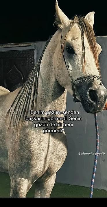 khazar avtomobil satis merkezi: Volkswagen Passat: 1.8 l | 2004 il Sedan — 8