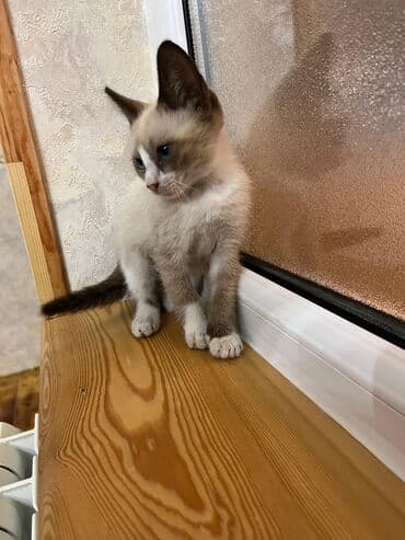 возьму котенка в добрые руки: Yaxşı əllərə — 3