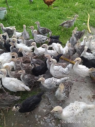 keci satisi: 40 günlik hunduşka balasi satilir 50 dene secib goture biler 22 manata — 4