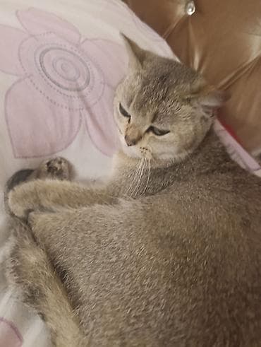 xaski it adlari: Şinşilla, Pulsuz çatdırılma — 1