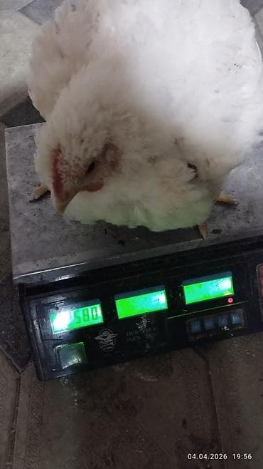 bolqar toyuq: Toyuq, Broyler, Ətlik, Ünvandan götürmə — 1