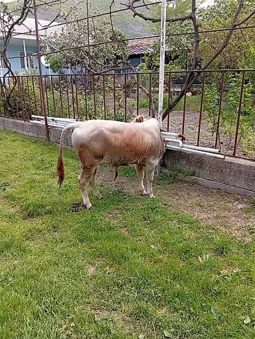 simental inek qiymeti: 7 aylıq erkək dana satıram 90 nan kox əti var sağlam yiyimgil maldı — 7