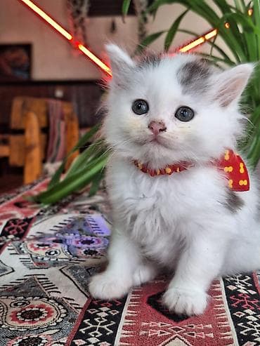 Sevimli pişik balası – uzun tüklü, ağ rəng üstünlük təşkil edir