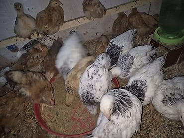 İtlər: Toyuq 40 günlük qiymət 7 azn çəkiləri 1 kqdan yuxarı Kürdəxanıda — 8