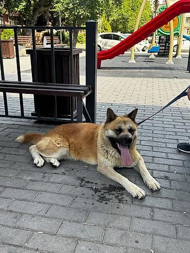 Akita itin cinsi çox aktiv itdi bir yerdə dayanmır çox super itdi — 2