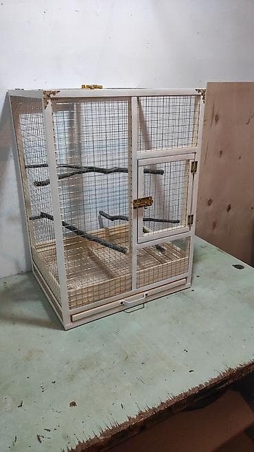 hamster qiyməti: Papuqay,dovşan,hamster,şinşila,bildirçin,cücə,xamyak,pişik,quş,tısbağa — 2