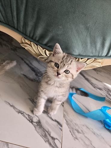 siam pişiyi: Şotland yastı qulaq — 5