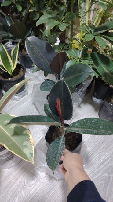 Suzuki: 6 azn olanı qalıb bundan biraz balaca Variegatlı Fikus Elastica — 6