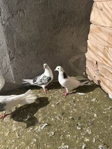 Digər heyvanlar: Kom 10 nan tek ayri — 1