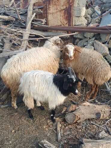 Digər kənd təsərrüfatı heyvanları: Məhsul: Qoyun və keçilər (kiçik sürü) Təsvir: - Şəkillərdə bir neçə — 2