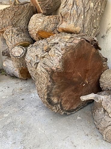 iskene: Təbii ağac kötükləri və odun parçaları Diametr 35-40sm - Nəhəng və — 4