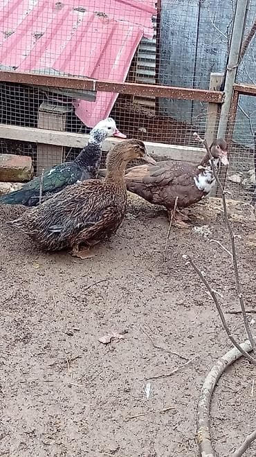 qaz ördey: Vaspanan elqe saxlya blersiz — 3