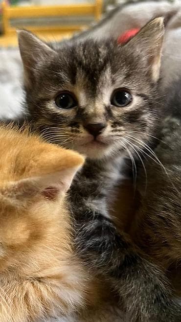 pişik adlari: Erkək, Dişi, Yaxşı əllərə, Ünvandan götürmə, Pulsuz çatdırılma, Ödənişli çatdırılma — 6