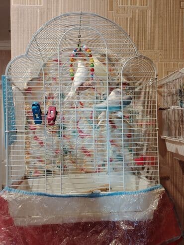 Təcili satıram qiyməti razılaşma yolu ilə