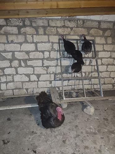 Erkək, Yumurtalıq, Ünvandan götürmə