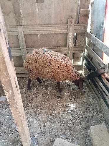 əmlik quzu: Salam tam sağlam damazdığ heyvandı razılaşma yolu ilə sata bilərəm — 2