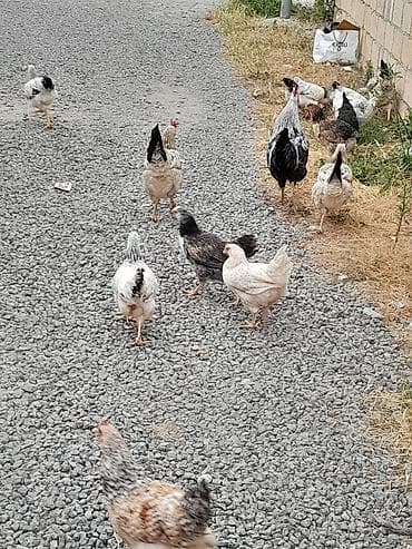 Heyvanlar: Məhsul: kənd toyuqları (qarışıq sürü) Təsvir: - Təbii şəraitdə — 1