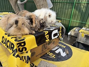 akvarium dekor: 🐰 Mini Lop dovşanlar 🤍 4 ədəd sağlam və baxımlı mini lop var. • 2 — 9