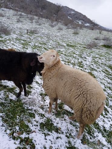 Индюшки: Самка, лет: 2, 80 кг, Для разведения — 1