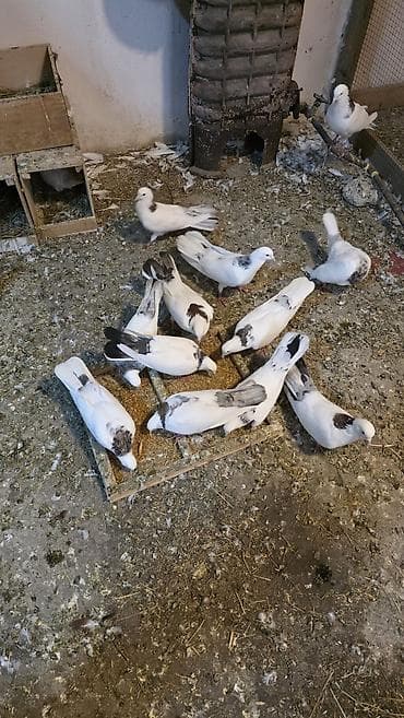 ev quş: Damazlıq quşlar topdan Satılır Tək tək Satılmır. Qiymət Razılaşma yolu — 2