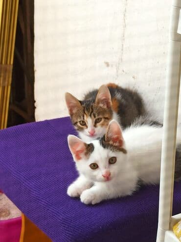 pişik cut: Yaxşı əllərə — 2