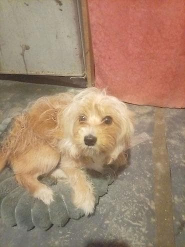 kafkaz coban iti: Bu it maddi duruma görə satılır balaliqdan bizdədir pasportuna kimi — 3