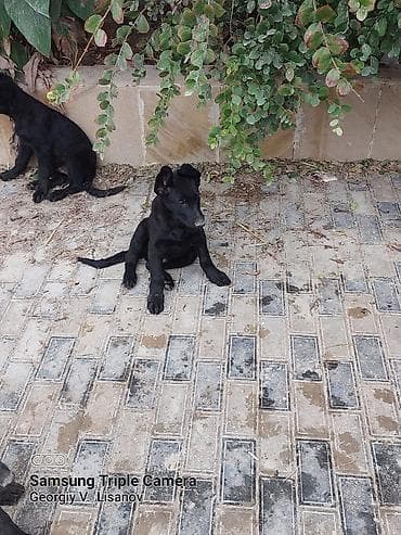 ag at satilir: Qara rəngli balaca itlər – enerjili və ayıq - Növ: it balası - Rəng — 4