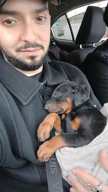 meymun heyvan: Doberman, 1 ay, Erkek — 7