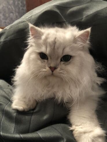 британская шиншилла баку: Шиншилла, Самец, Для вязки, Самовывоз — 3