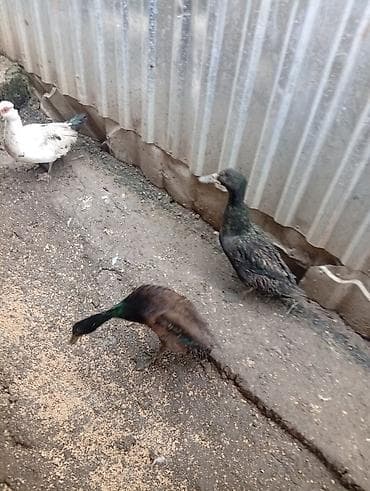 pekin urdeg: Her sort ordeylermiz satışı ve yumrta satsi varmzdr — 5