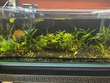 Bitki akvariumu – tam qurulu Su qızdırıcı Şəlalə filter Bitkilər Qrunt