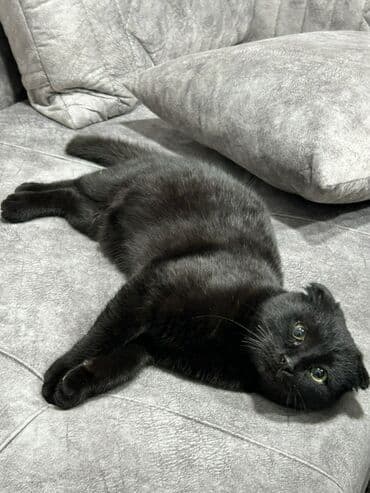 İtlər: Şotland yastı qulaq, Dişi, Ünvandan götürmə — 6