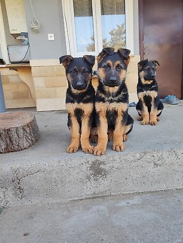 Alman çoban iti, 3 ay, Dişi, Peyvəndli