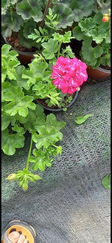 gul qurusu rəngi: Məhsul: Sardunya (Pelargonium) saksı gülləri - Rəng çeşidi: qırmızı — 7