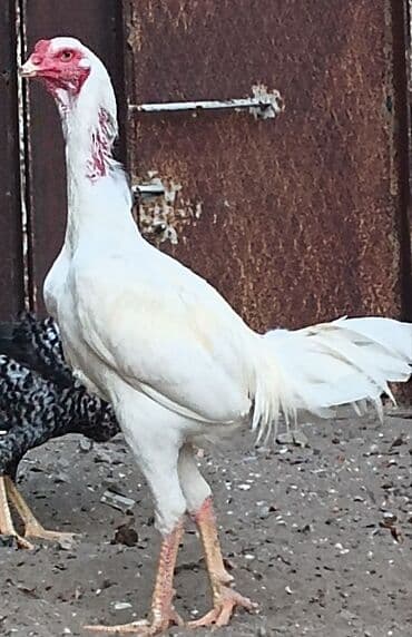 Qoyunlar, qoçlar: Xoruz, il: 1, Ünvandan götürmə — 2