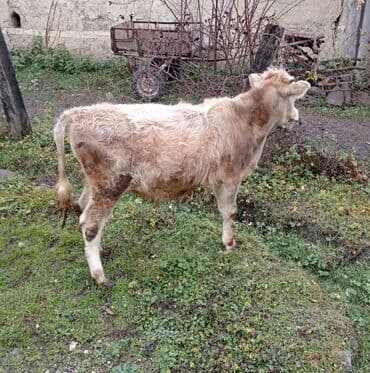 ən ucuz itlər: 9 aylığ erkey danadı tam sağlamdı isdiyən buyursun — 3