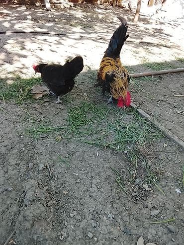 qus iran: Toyuq, Damazlıq — 5