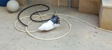 той пудель цена в баку: Sari qara cutdu.sarinin ata anasi 6 saat ucur .cutu 45manata.pavlin 10 — 3