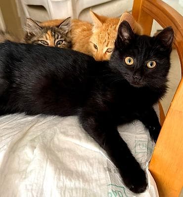 pitbul dişi: Erkək, Dişi, Yaxşı əllərə — 1