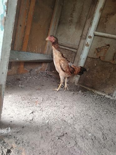 cücə və xoruz təmsil: Xoruz, il: 1, Ünvandan götürmə — 2