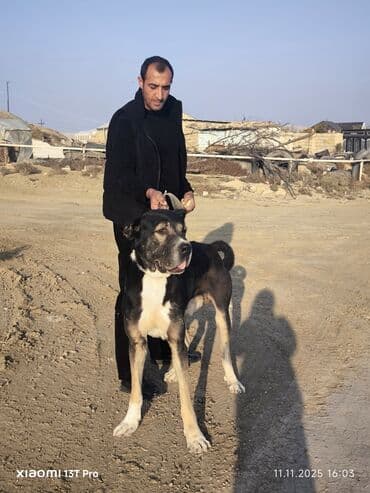 суннот той кыргызча: Алабай — 3