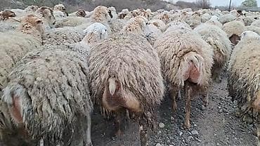 ev heyvanlarının satışı: Qoyun sürüsü – ət və yun istehsalı üçün damzdix satlir 700 baş tef — 2