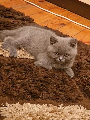 Akvariumlar: Britan yastı qulaq — 5