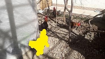 xoruzdar: Məhsul: Xoruzlar çilli xoruz satilib qırmızı xoruzdardır alimda qalan — 3